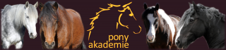 reitschulen zurich Reitbetrieb Ponyakademie
