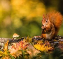 cat hotels zurich Zürcher Tierschutz