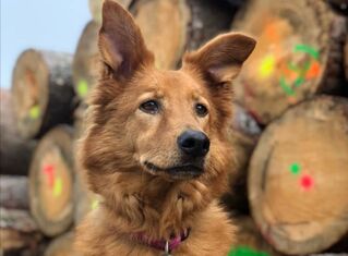 bordercollie adoptieren zurich Tierheim Tierpension Strubeli