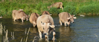 tierfarmen zurich Tüfihof