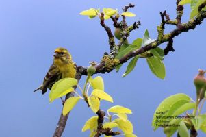 schutzende vogel zurich Schwalbe Schlieren