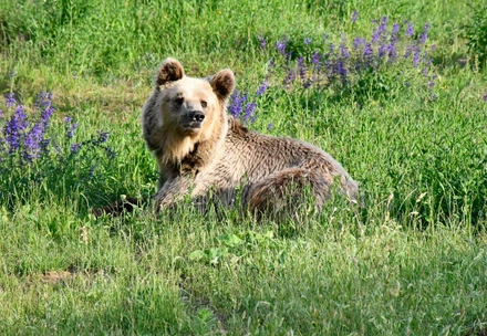 tierfarmen zurich VIER PFOTEN - Stiftung für Tierschutz