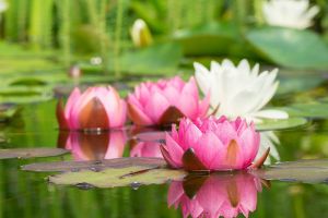 gestalttherapien zurich Dipl.-Psychologin/Psychotherapeutin Rosa Hatz