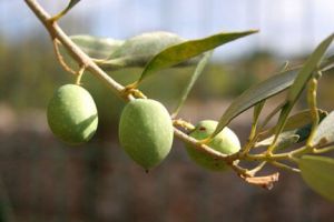 olivenol speichert zurich Olio Sicilia - Paese del Sole