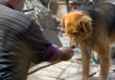 orte der haustieradoption zurich VIER PFOTEN - Stiftung für Tierschutz