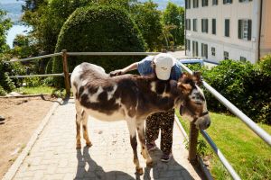bauernhofe mit tieren zurich Erlebnisbauernhof Martin Stiftung
