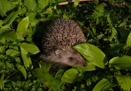 orte der haustieradoption zurich VIER PFOTEN - Stiftung für Tierschutz