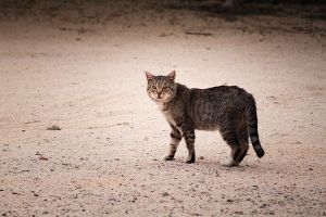 schutzende katzen zurich ProTier - Stiftung für Tierschutz und Ethik