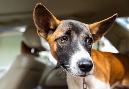 bordercollie adoptieren zurich VIER PFOTEN - Stiftung für Tierschutz