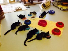 orte um katzen zu adoptieren zurich Tierheim Tierpension Strubeli
